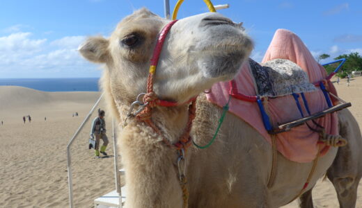 らくだ乗り体験 アクティビティ 鳥取砂丘 観光ガイド Tottori Sand Dunes Travel Guide